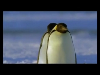 penguins)