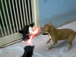 jedi cat vs dogs