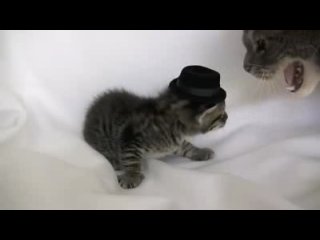 funny. kitten jew got fucked