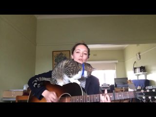 the cat loves songs with a guitar