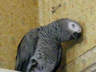 a parrot