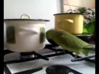 a parrot