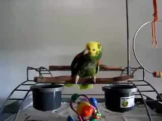 a parrot