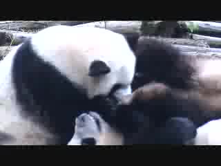 panda sneezes 2