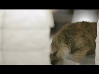 ikea - advertising with cats