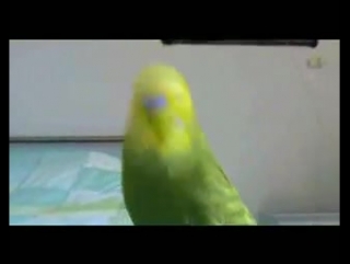 parrot sings in armenian