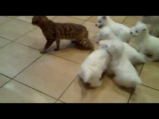 funny puppies play with a disgruntled cat))