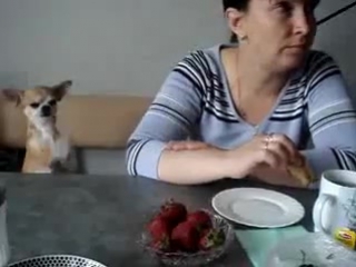 chihuahua and strawberry