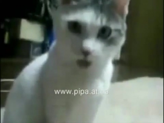 the cat is shocked...))) carbon monoxide video