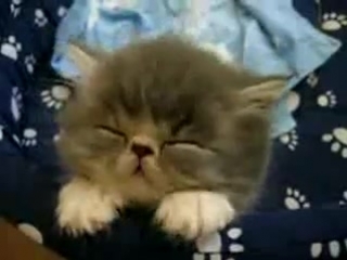 kitten falls asleep